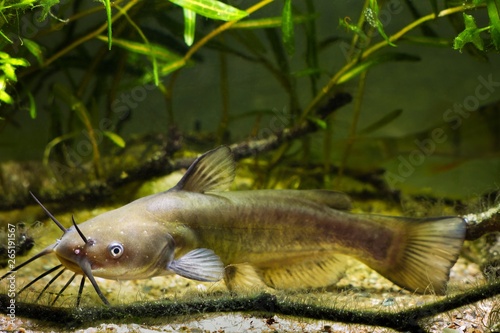 Channel catfish, Ictalurus punctatus, dangerous invasive freshwater predator in European biotope fish aquarium watch attentively photo