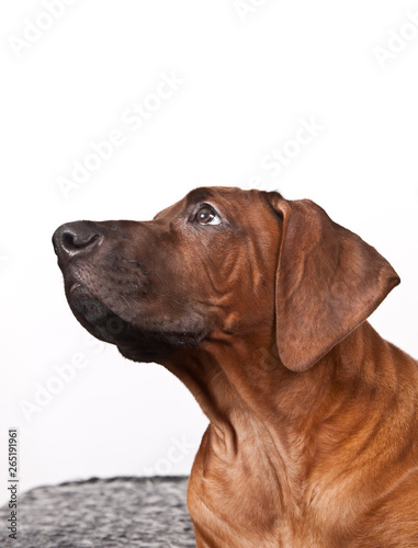 Dag breed Rhodesian ridgeback portrait on white background in profile
