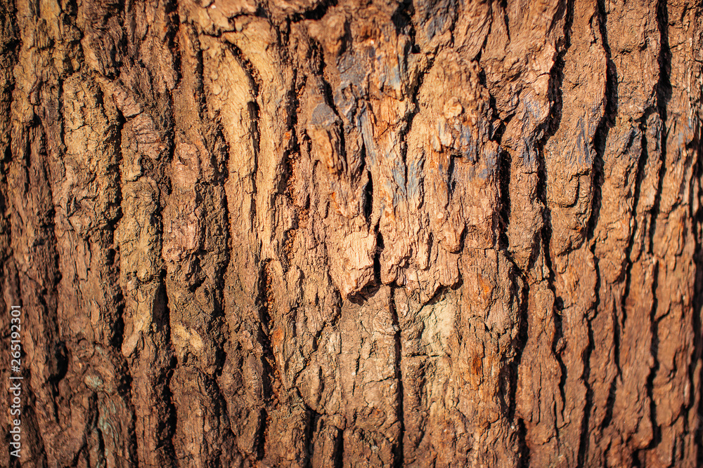 Obraz premium Bark of a big tree close up