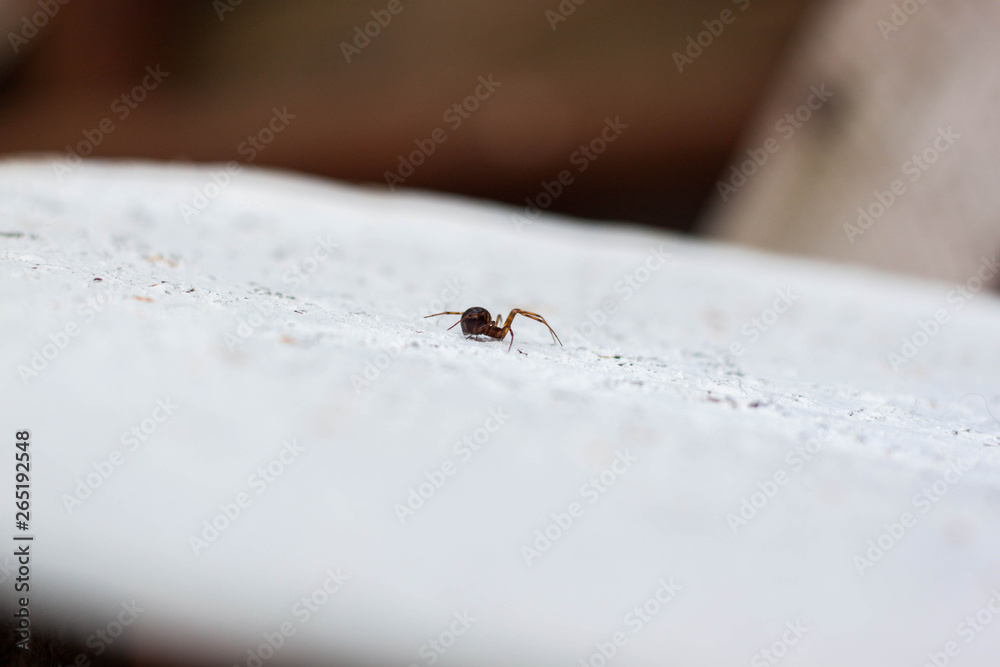 Obraz premium Running Spider