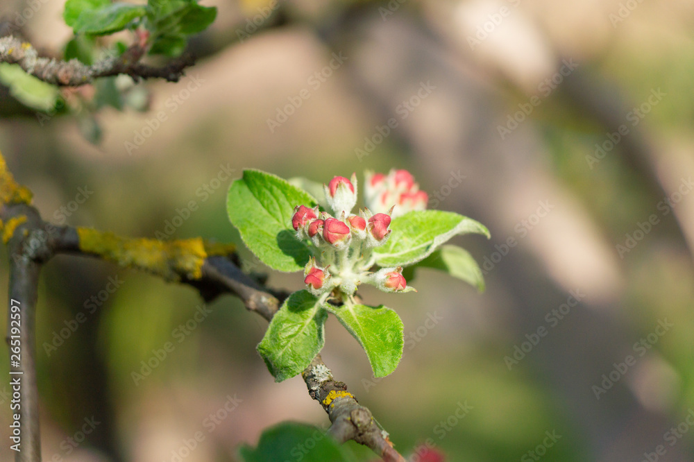 apple flower in the garden 15