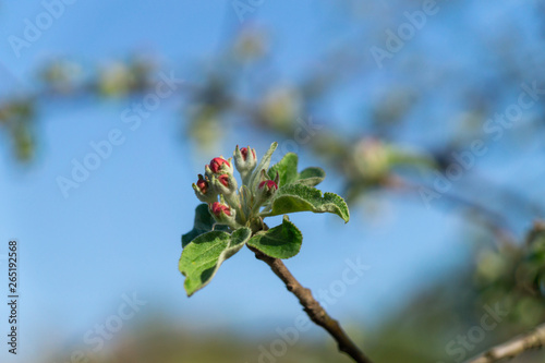 apple flower in the garden 14