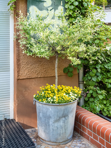 Decorative bush planted in a metal container photo