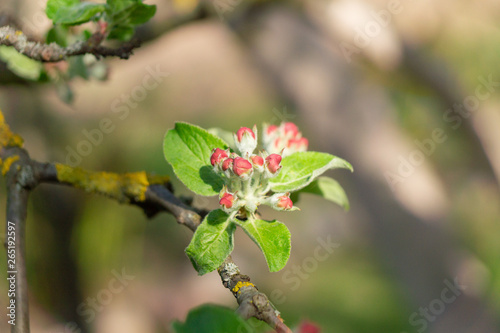 apple flower in the garden 15