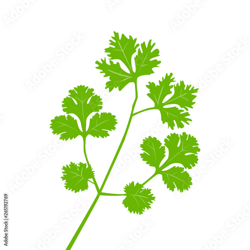 Green parsley cilantro branch herb spice vector illustration photo