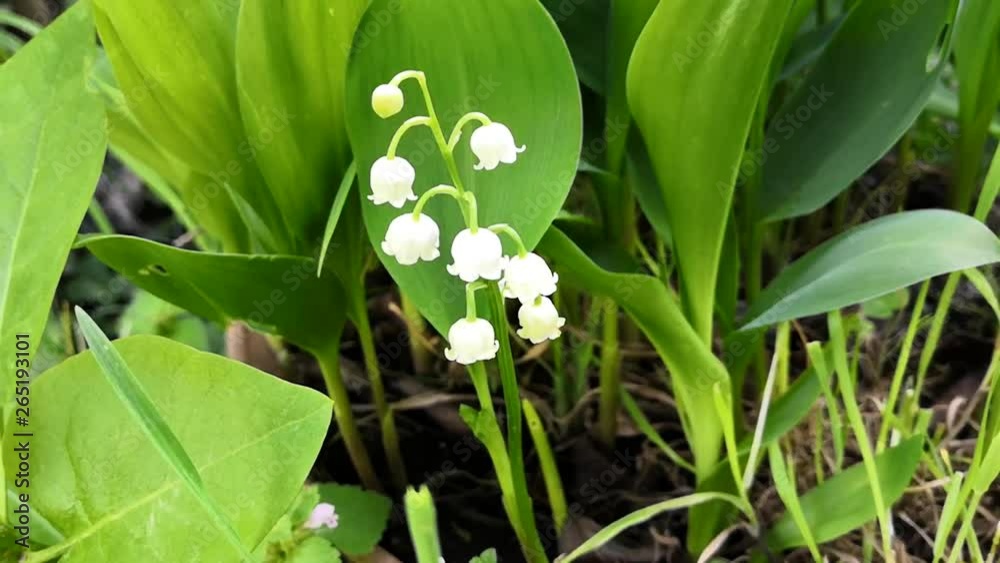 muguet dans le jardin