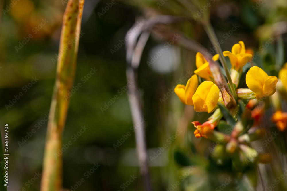 Shrubby Deervetch (Lotus rigidus), desert rock pea, Ensenada, Baja California, Mexico Shrubby Deervetch (Lotus rigidus), desert rock pea, Ensenada, Baja California, Mexico