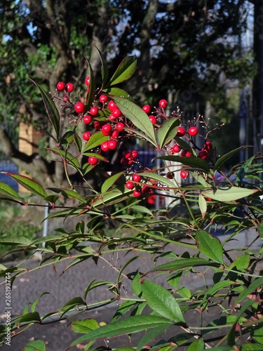 red small berries and green leaves on the holy bamboo (nandina dome stica, berberidaceae) photo