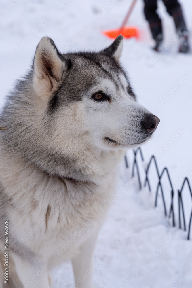 Portrait young Alaskan Malamute in the snow Portrait young Alaskan Malamute in the snow