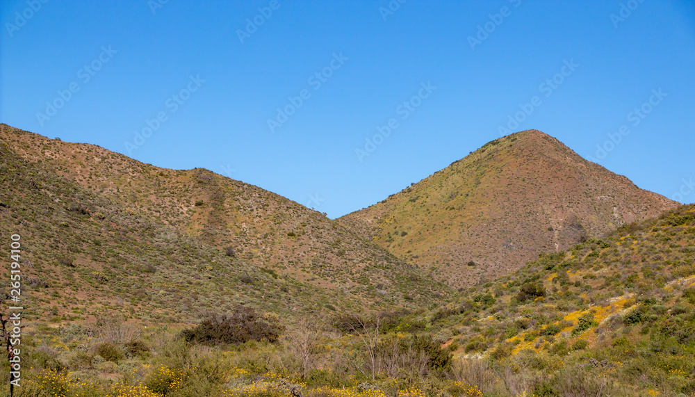 Hills of coastal scrub behind the city of Ensenada, Baja California