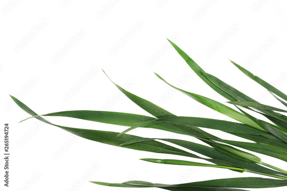 Fresh green grass isolated on white background and texture, top view Fresh green grass isolated on white background and texture, top view