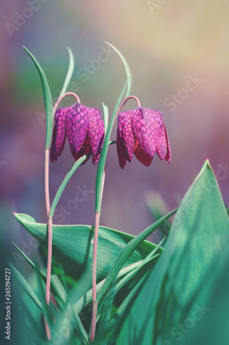 Close up of two beautifil purple fritillaria meleagris flowers in natural light and flower bed. Spring or summer for Mothers, Womens or Valentines Day card water color style with copy space