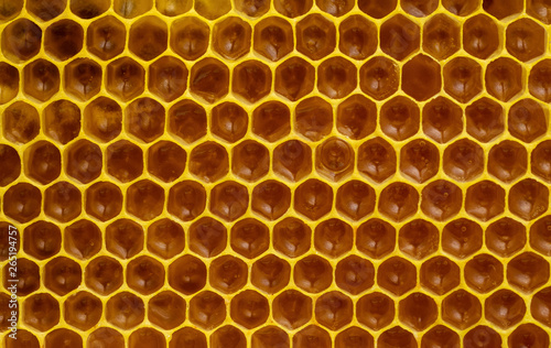 immature honey in honeycombs