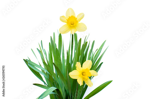 daffodils on a white background