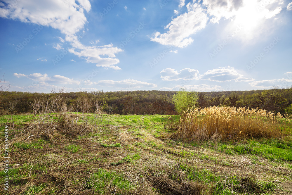 Fototapeta premium Spring landscape with green field and blue sky