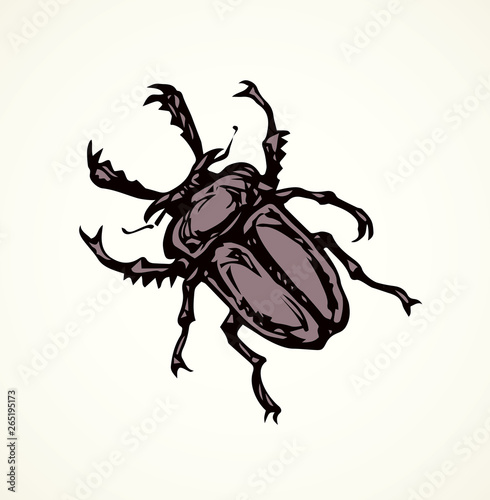 Lucanus cervus. Vector drawing
