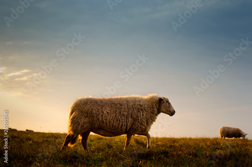 Sheeps walking and eating grass in the early morning sunlight on the fields and dunes of the Netherlands, near the coast and beaches of Holland.