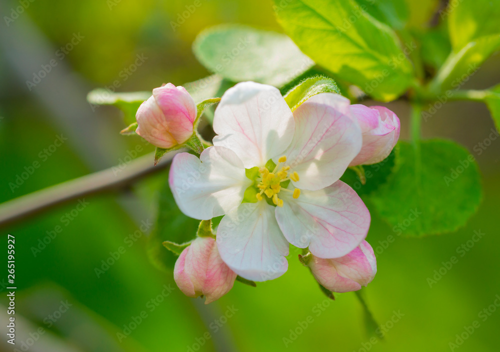 pink and white blooming apple tree flowers pink and white blooming apple tree flowers