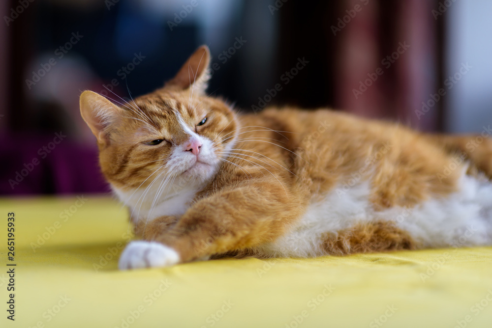 Domestic red cat lying on a yellow table.