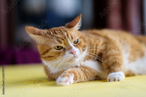 Domestic red cat lying on a yellow table. © shymar27