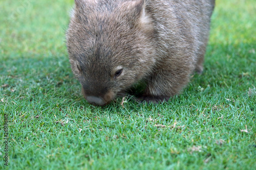 Wombat beim Grasen