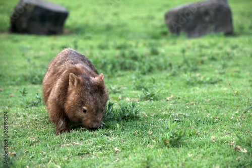 Wombats in Australien photo