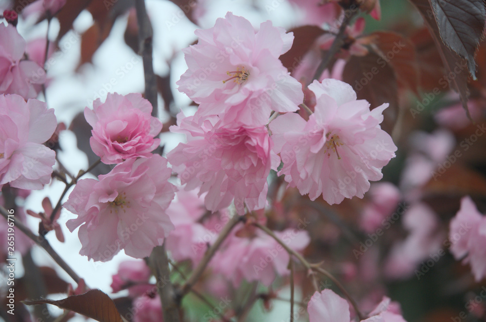 Fototapeta premium sakura flowers in spring