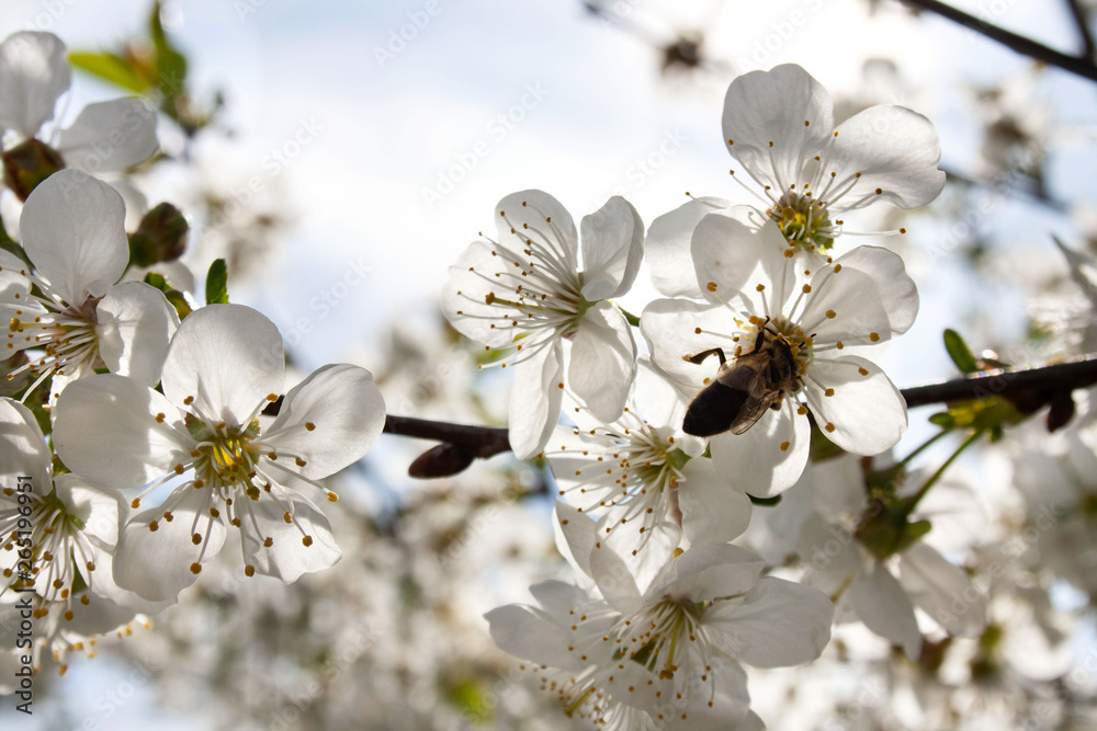 Pszczoała na kwiatach wiśni - obrazy, fototapety, plakaty 