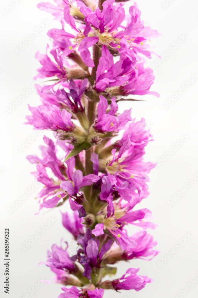 Obraz premium Blurred photo of purple loosestrife (Lythrum salicaria), a perennial herb on a blurred background. Macro.