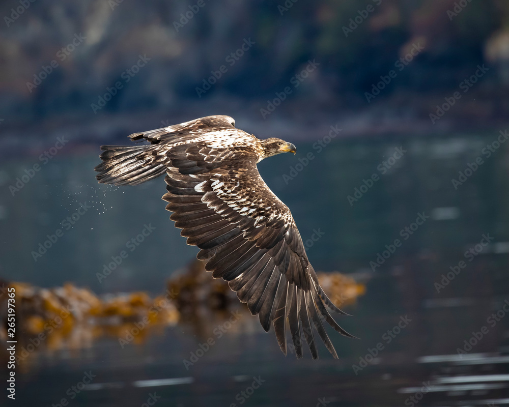 Fototapeta premium Bald Eagles