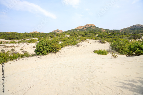 shrubs of Mediterranean scrub on sandy dunes in the Agriates desert, northern Corsica, France