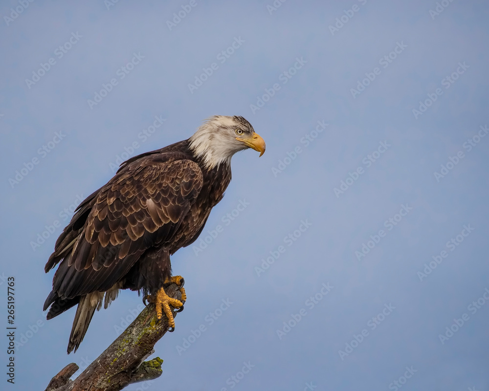 Fototapeta premium Bald Eagles