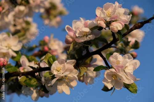 Kwitnąca jabłoń - drzewo owocowe wiosną