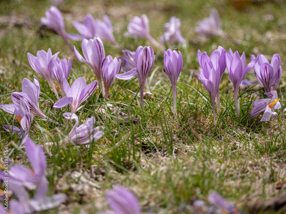 Fototapeta premium beautiful purple crocus flowering in springtime, crocuses or croci, genus of flowering plants in the iris family