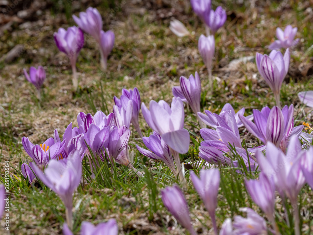 beautiful purple crocus flowering in springtime, crocuses or croci, genus of flowering plants in the iris family beautiful purple crocus flowering in springtime, crocuses or croci, genus of flowering plants in the iris family