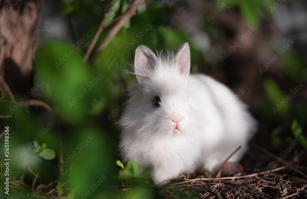 little funny white rabbit on lawn grass little funny white rabbit on lawn grass