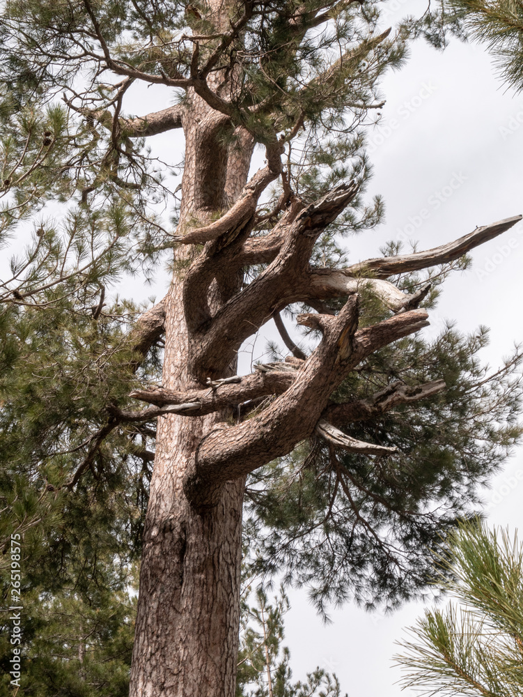 majestic monumental Corsican Pine, Pinus nigra ssp. laricio, Restonica Valley, Haute-Corse, Corsica, France majestic monumental Corsican Pine, Pinus nigra ssp. laricio, Restonica Valley, Haute-Corse, Corsica, France