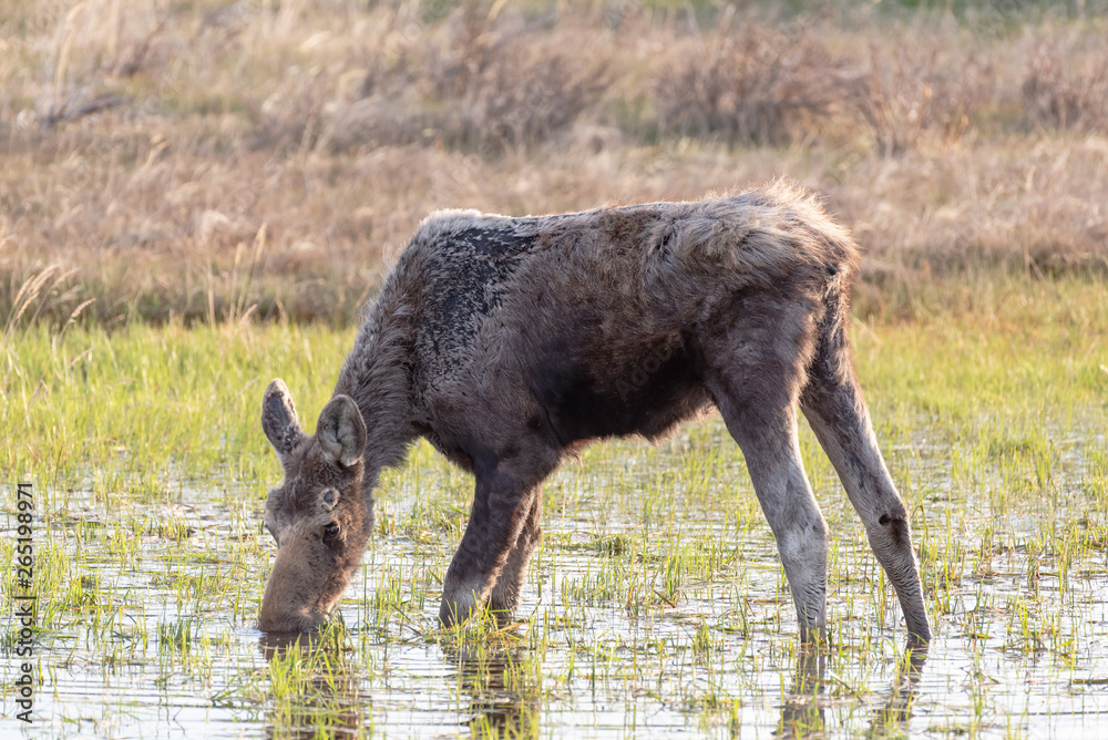 Shiras Moose in the Rocky Mountains of Colorado Shiras Moose in the Rocky Mountains of Colorado