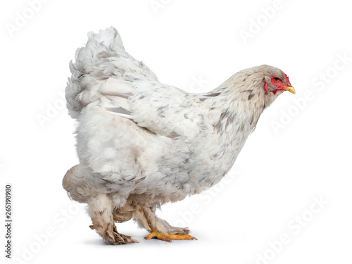 Splash colored Brahma hen, standing / walking side ways. Isolated on white background. Looking straight ahead.