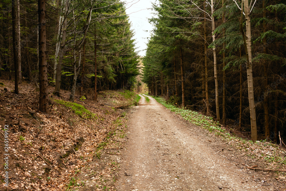 Fototapeta premium Road in a beautiful forest in the morning