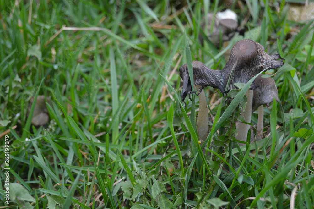 Obraz premium grass in the grass