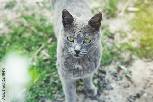 cat in green grass