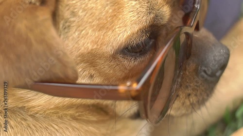 Dog With Sun Glasses photo