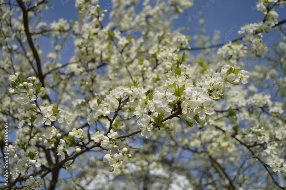 cherry blossom in spring cherry blossom in spring