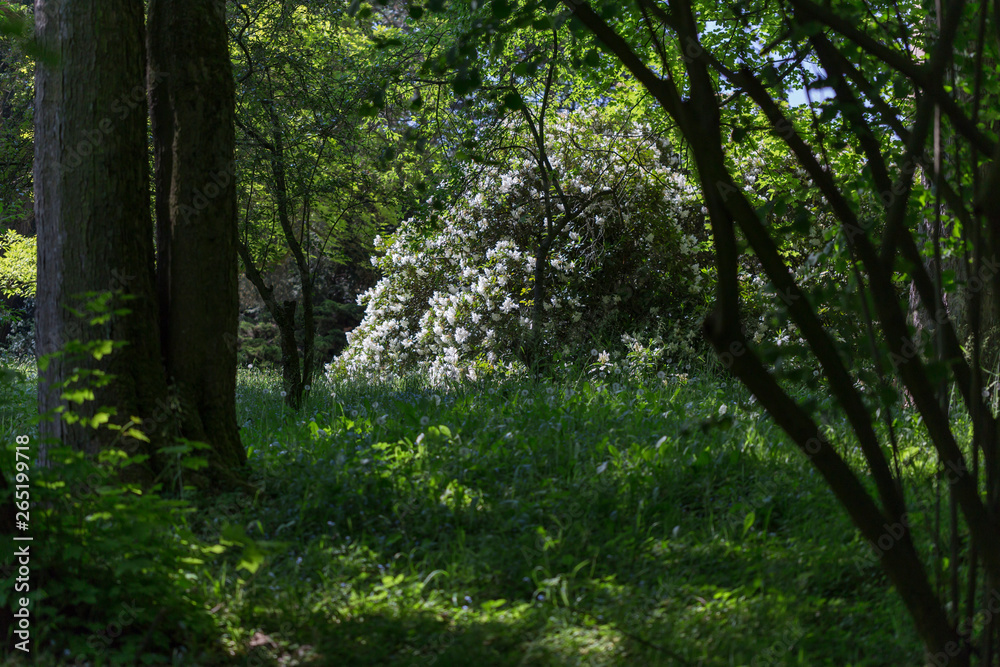 Fototapeta premium in rhododendron park