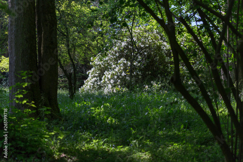 Fototapeta Naklejka Na Ścianę i Meble -  in rhododendron park
