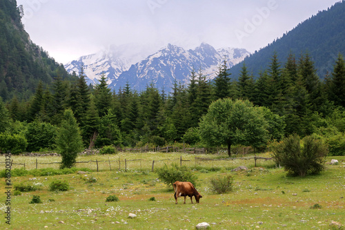 A red cow grazing in a meadow in a mountain valley in Svaneti, Georgia.