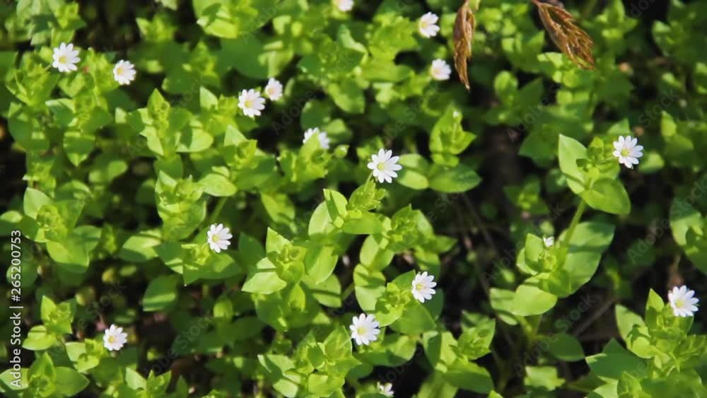 Flowering plant of Chickweed herb or Stellaria media also known as chickenwort, craches, maruns, winterweed. Common in lawns, meadows, waste places. It has medicinal property and used in folk medicine Flowering plant of Chickweed herb or Stellaria media also known as chickenwort, craches, maruns, winterweed. Common in lawns, meadows, waste places. It has medicinal property and used in folk medicine