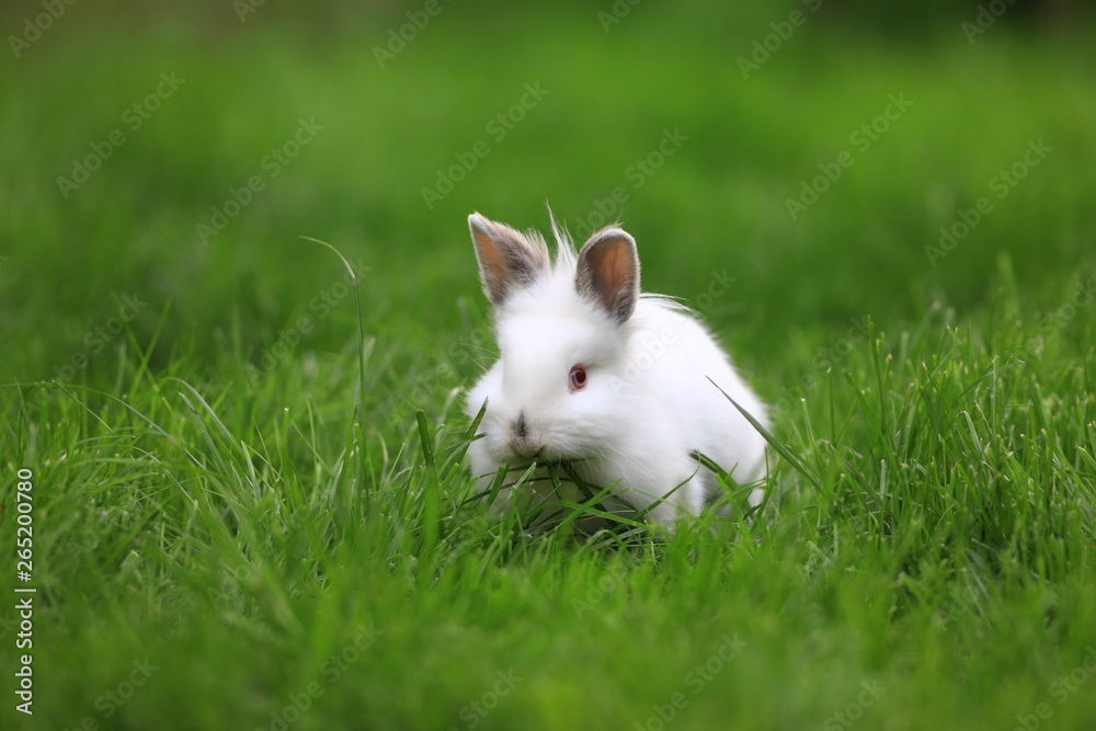 little funny white rabbit on lawn grass little funny white rabbit on lawn grass