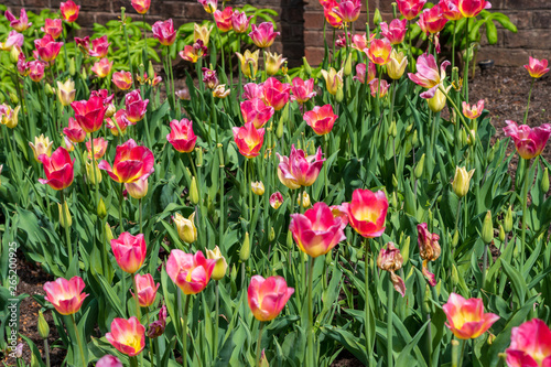 Fototapeta Naklejka Na Ścianę i Meble -  Tulips in Bloom